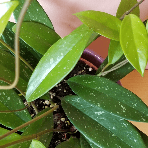 hoya publicalyx has green leaves with cream speckles