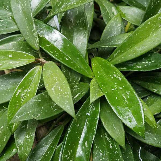 hoya publicalyx royal hawaiian has glossy green leaves