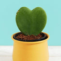 Hoya Heart has heart shaped succulent leaves