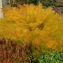 Amsonia hubrichtii forming a rounded clump with soft golden fall foliage