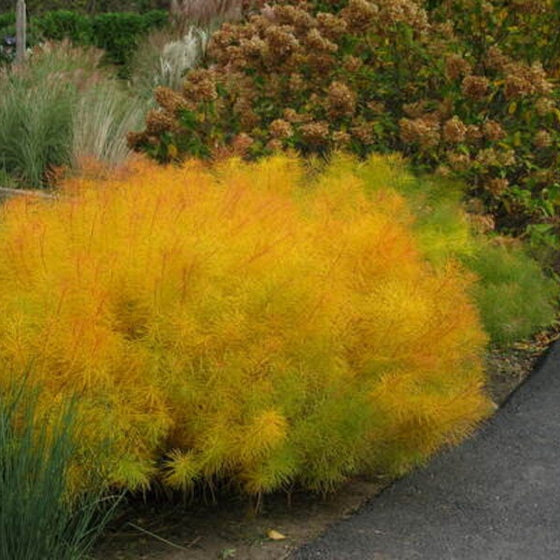 Hubricht’s Bluestar turning brilliant golden yellow in a fall perennial garden