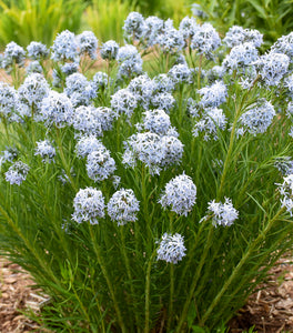 Hubricht’s Bluestar (Amsonia hubrichtii)