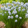 Hubricht’s Bluestar Amsonia hubrichtii with pale blue spring flowers and fine green foliage in a sunny native perennial border