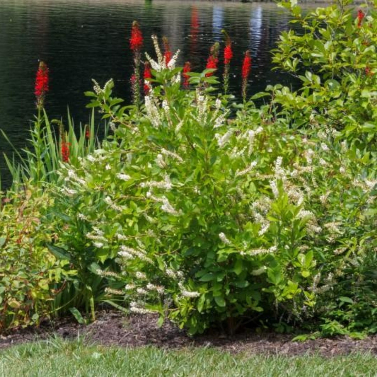 Hummingbird Summersweet Clethra | Fragrant White Shade Shrub