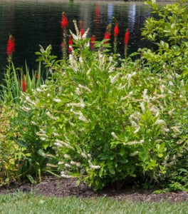 Hummingbird Summersweet