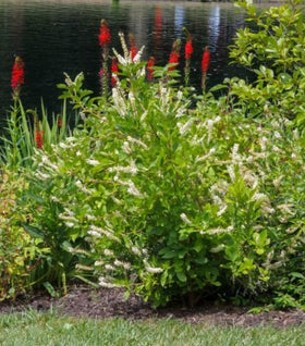 Hummingbird Summersweet