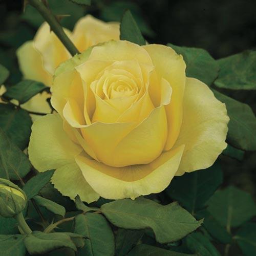 Hybrid Tea 'St Patrick' Rose Bush for Sale | Garden Goods Direct