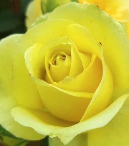 Hybrid Tea 'St Patrick' Yellow Rose