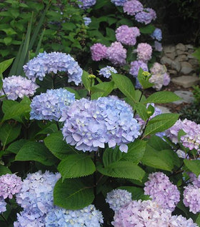 Hydrangea Blue Enchantress