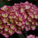  hydrangea firefly pink red color on the outside with nice contrast of  yellow middle