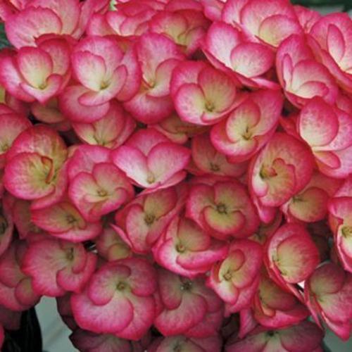 Splendid accent of hydrangea firefly with its rare color blend and perfect structure