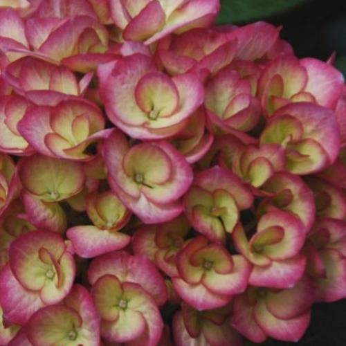 Firefly Hydrangea Shrubs for Sale | Garden Goods Direct