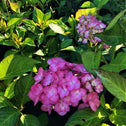 Firefly hydrangea in full bloom with partially bloomed flower in the background