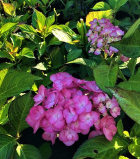 Hydrangea Firefly