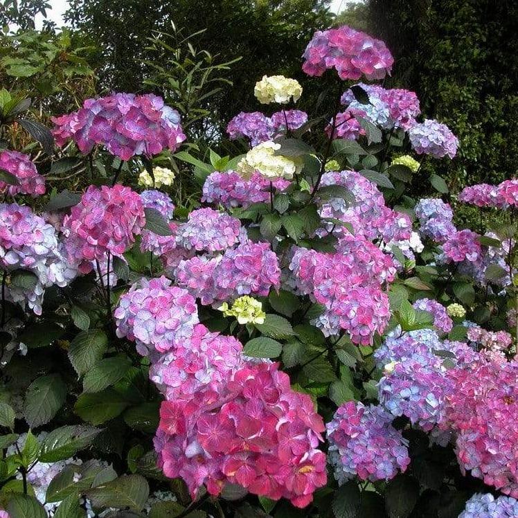 Hydrangea Preziosa Shrubs for Sale | Garden Goods Direct