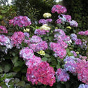 Multicolored preziosa hydrangea shrubs with purple pink and blue hues
