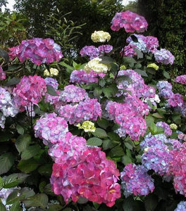 Hydrangea Preziosa