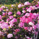 Pink Hydrangea Preziosa shrub