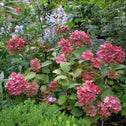 Hydrangea Preziosa shrub