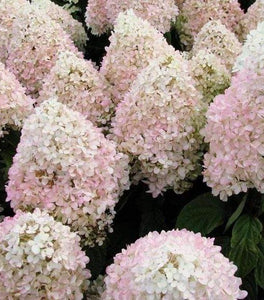 Hydrangea Sweet Summer