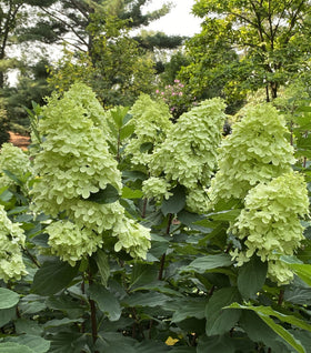 Limelight Prime® Hydrangea