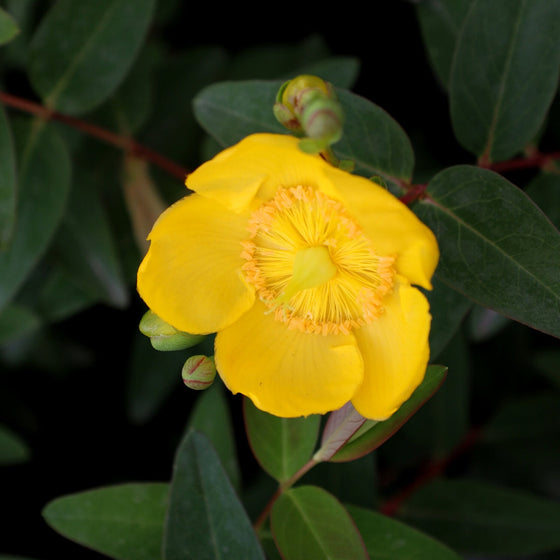 stunning close up view of st johns wort flowers