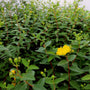 hypericum hidcote budding in late spring