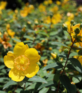 Hypericum Hidcote