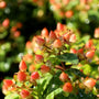 orange berries on the pumpkin st johns wort plant