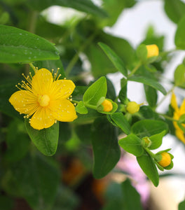 Hypericum Pumpkin