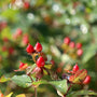 red berries on st johns wort plant