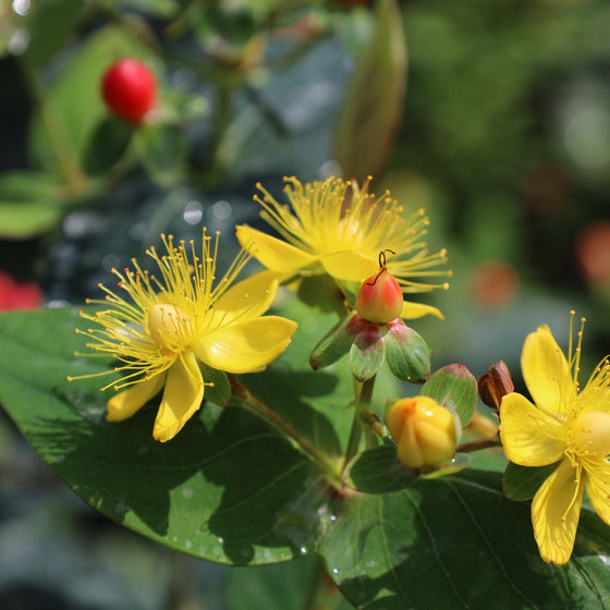 vibrant yellow flowering shrub