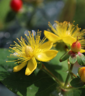 Hypericum Red Fame