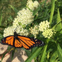 monarch butterfly sipping nector of the Ice Ballet Asclepias