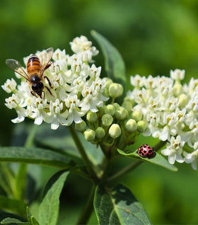 Ice Ballet Asclepias incarnata