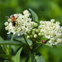 pollinators enjoying white butterfly weed plant also called white swamp milkweed