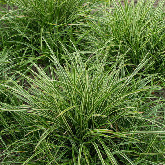 Ice Dance Carex for Sale | Variegated Japanese Sedge