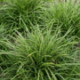 Ice Dance Sedge planted as variegated edging along a shaded garden walkway