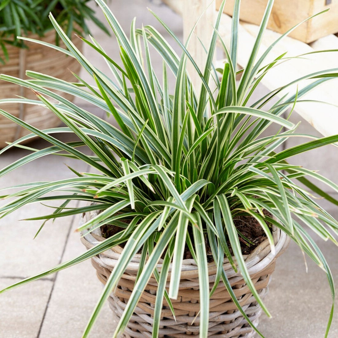 Ice Dance Carex for Sale | Variegated Japanese Sedge