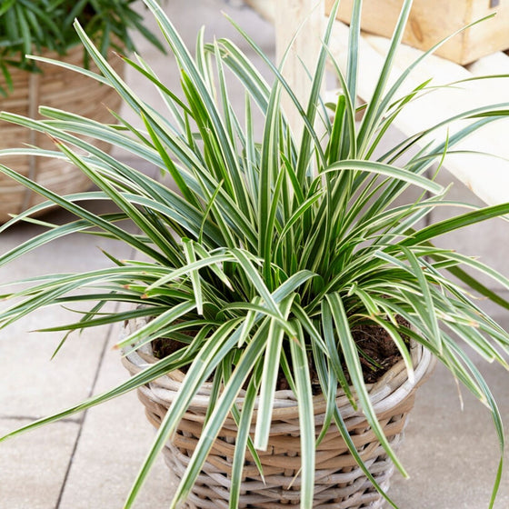 Variegated Carex Ice Dance planted in a container with shade-loving companion plants