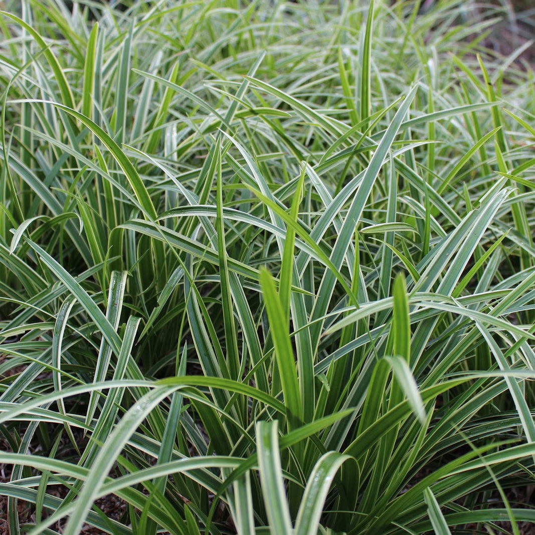 Ice Dance Carex for Sale | Variegated Japanese Sedge
