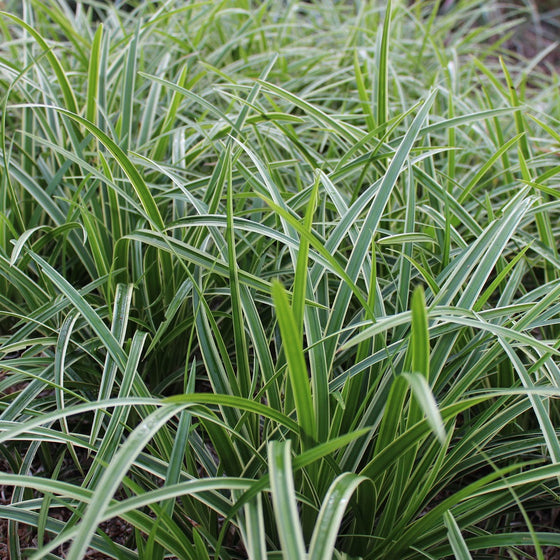 Japanese Sedge Ice Dance growing beneath trees as a slow-spreading evergreen groundcover