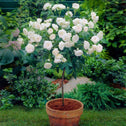 bright white blooms on iceberg floribunda rose tree in terracotta pot