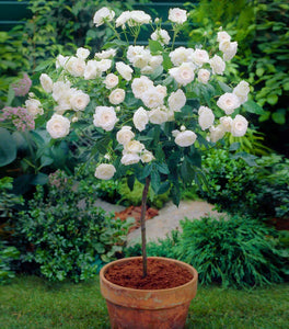 Iceberg Floribunda Rose – Tree Form