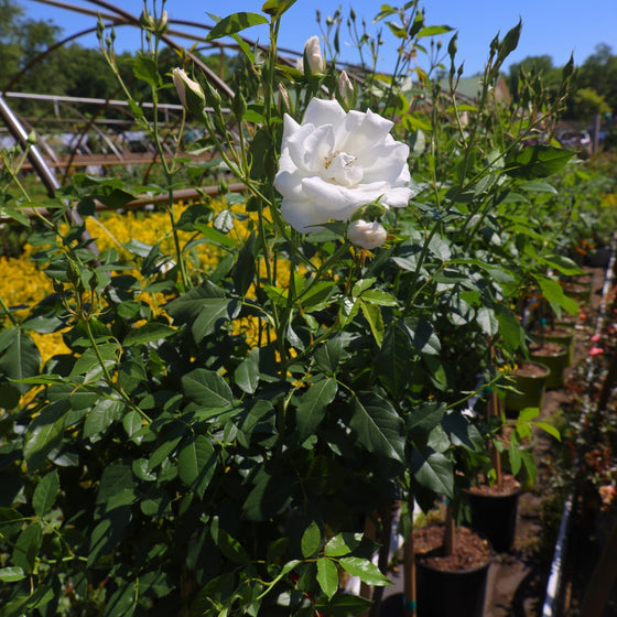row of white flowering iceberg floribunda rose trees