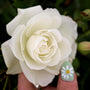 floribunda iceberg rose bright glowing white lots of petals