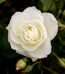 Iceberg Rose