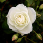 stunning white rose bush for cottage garden