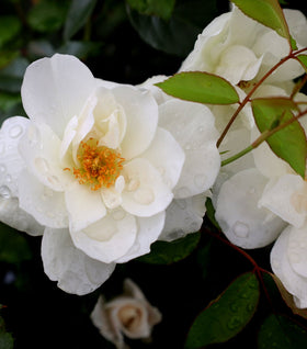 Iceberg Rose