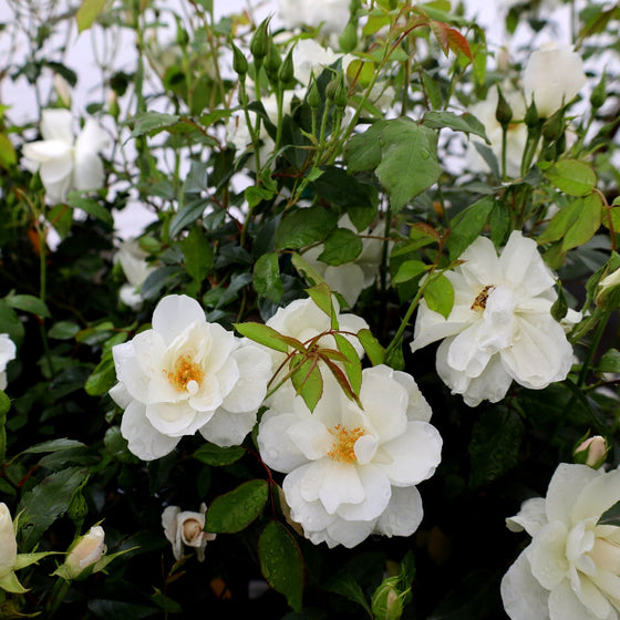 stunning white rose shrub